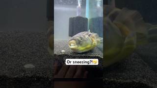 Is my Fahaka puffer yawning or sneezing [upl. by Uoliram]