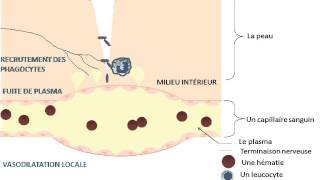 SVT  cours  La réaction inflammatoire [upl. by Raf]