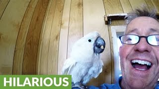 Curious cockatoo greets people with French accent [upl. by Deeyn12]