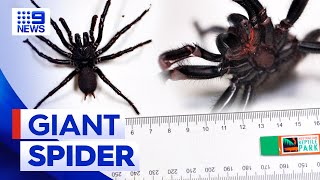 Largest funnel web spider in history found in NSW  9 News Australia [upl. by Leaper]