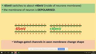 3621 Nerve impulses AQA A level Biology [upl. by Ennayr]