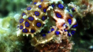 Live Footage Of Most Deadly Blue Ringed Octopus [upl. by Elbas]