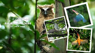 Pasir Ris Park  Saturday Birds and Wildlife VLOG [upl. by Dekow961]