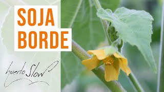 Soja borde Abutilon theophrastii [upl. by Hollister703]