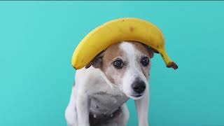 Denne hund har en 🍌på hovedet  Turbolåndk [upl. by Arrad338]