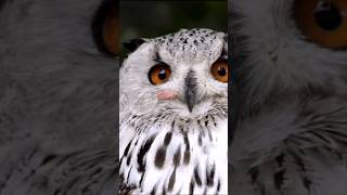 Know World of Owls Fascinating Facts shorts [upl. by Spiro]