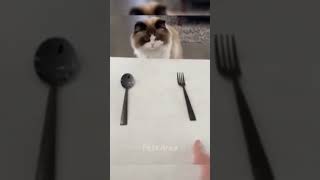 Los animales más graciosos 😂😺🙀🐶🙈 funny gatoschistosos catfunny cat catvideos [upl. by Doran]