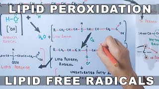 Mechanism of Lipid Peroxidation [upl. by Poirer]