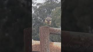 Pardalote Australian Native [upl. by Doherty614]