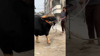 Gigantic Bahubali Cow at Sadeeq Agro  Goyal Bull [upl. by Ythomit176]