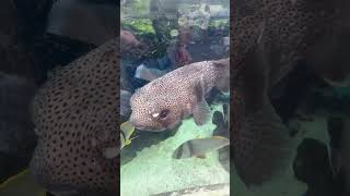 Secrets of a Saltwater Aquarium Pufferfishs Paradise reeftank pufferfish [upl. by Abih]