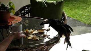 feeding wild toucans in costa rica [upl. by Ardnaid482]