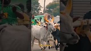 Reckla race WhatsApp status video ❣️tn55 tn49 tn65 புதுகைவிவசாயி cow horserace [upl. by Philine303]