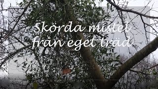 Skörda mistel från eget träd [upl. by Haim]