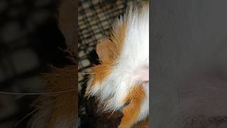 Things You Must Watch After Coming Home from Work ownpalarae guineapigs rabbit [upl. by Aisauqal285]