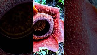 Unveiling the Worlds Largest Flower The Fascinating Rafflesia Arnoldii [upl. by Aicercal]