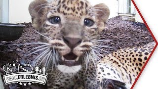 Leoparden Babys Burgers Zoo spielen [upl. by Busey]