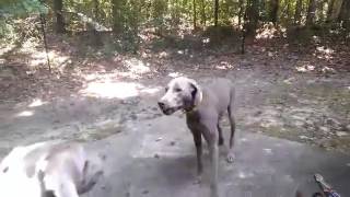 Weimaraner Howling at Tornado Siren [upl. by Ahsert]