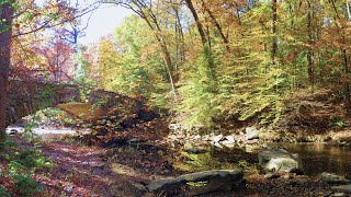 2024  1031 Fall Colors in Rock Creek Park Part II [upl. by Hemminger]