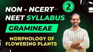 Gramineae  Non NCERT NEET Syllabus  Morphology of Flowering Plants [upl. by Kehr]