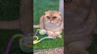 Adorable Scottish Fold cat 🐈 😻 [upl. by Sane]