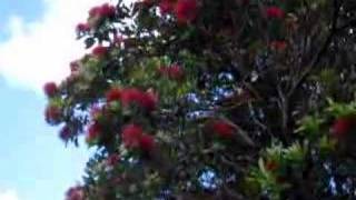 Tuis in Pohutukawa Tree Kapiti Island [upl. by Yruam]