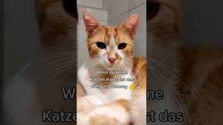 Schönen Abend ihr Lieben🤭 katze katzenvideoshorts youtubeshors storyfeeds viralshorts katze [upl. by Anahsed776]