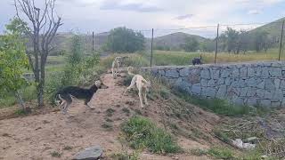 Saluki puppies playing time [upl. by Cloutman72]