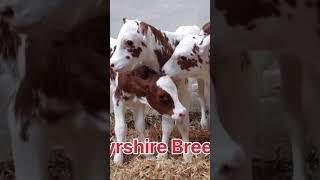 Ayrshire Breeds cowfarming treatment trending [upl. by Nospmas892]