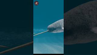 What Exactly Is A Narwhal Horn 🤔 science facts [upl. by Nahtaj869]