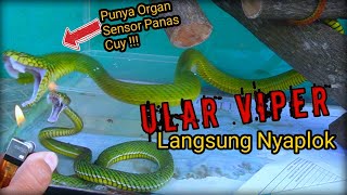 UNBOXING VIPER SUMATRA TRIMERESURUS PARIAS CALAMITAS BERBISA TINGGI HEMOTOXIN [upl. by Hsitirb]