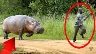 Epic Moments of Hippo Attacks on Humans [upl. by Reamy]