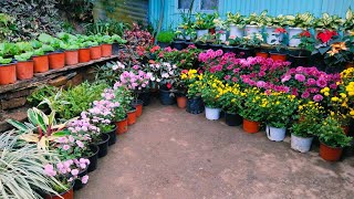 November garden overview  poinsettia chrysanthemum foliage plants etc [upl. by Nnaeirual]