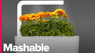 Grow Your Favorite Herbs Right in Your Kitchen  Mashable Deals [upl. by Ekoorb]