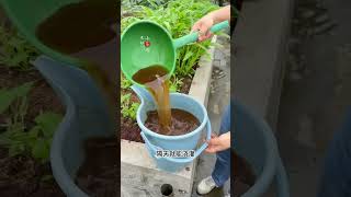 Soybean meal fertilize garden gardening vegetables agriculture rurallife plantingtips [upl. by Botzow]