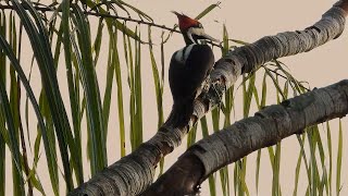 CRIMSONCRESTED WOODPECKER female CAMPEPHILUS MELANOLEUCOS PICAPAUDETOPETEVERMELHO [upl. by Aleedis966]