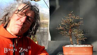 Repotting Two Larch Trees Part 2 The Bonsai Zone Feb 2024 [upl. by Schertz]