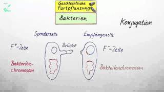 Geschlechtliche Fortpflanzung  Biologie  Genetik [upl. by Eehc]