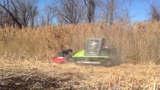 RangeRunner Mowing Phragmites [upl. by Hutchins]