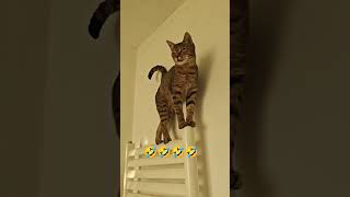 Miaow Miaow Meow🤣🤣kitten funny [upl. by Anaej]