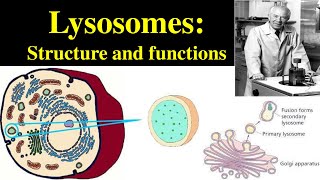 Lysosomes  Structure and Functions of lysosomes  Polymorphism in lysosomes  Primary lysosomes [upl. by Rusert]