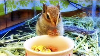 餌を持ったまま放心するリス Chipmunk which is absentminded with food having [upl. by Littlejohn368]