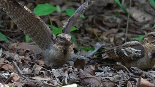 NIGHTJAR Chick is 26 days old [upl. by Fanya]