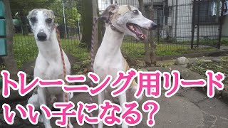 【やんちゃ兄弟犬】トレーニング用のリードって効果ある？首輪・リードについて解説します！ [upl. by Carilyn945]