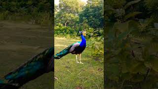 Beautiful peacock catching 😨youtube viralvideo shortsfeed birds shownfeed wildlife newgaming [upl. by Ahsil91]