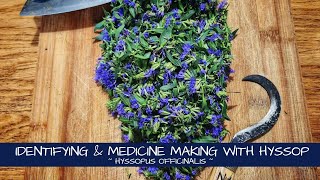 Identifying and Making Medicine with Hyssop [upl. by Adiela]