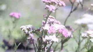 COMMON YARROW Achillea millefolium [upl. by Nonad]