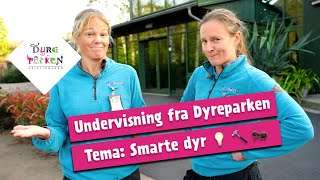 Undervisning fra Dyreparken Smarte dyr 💡 🔨 🐜 [upl. by Greer]