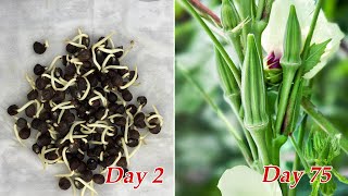 How to grow okra at home  Growing okra from seeds [upl. by Eenor]