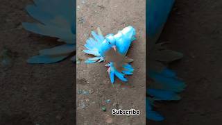 LOTON KABUTOR KA VIDEOS PIGEON STATUS 😍🕊️😘👀 birds short [upl. by Derzon]